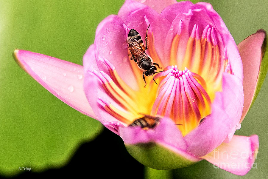 Everglades National Park Photograph - The H2O Lily and the Bees by Rene Triay FineArt Photos