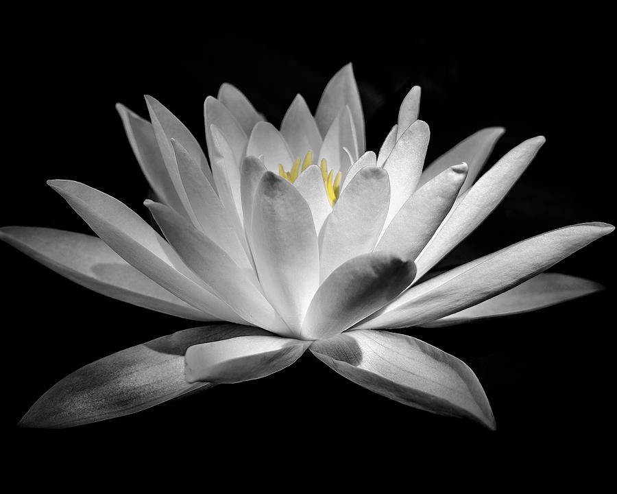 The Lily Photograph by Andy Smetzer