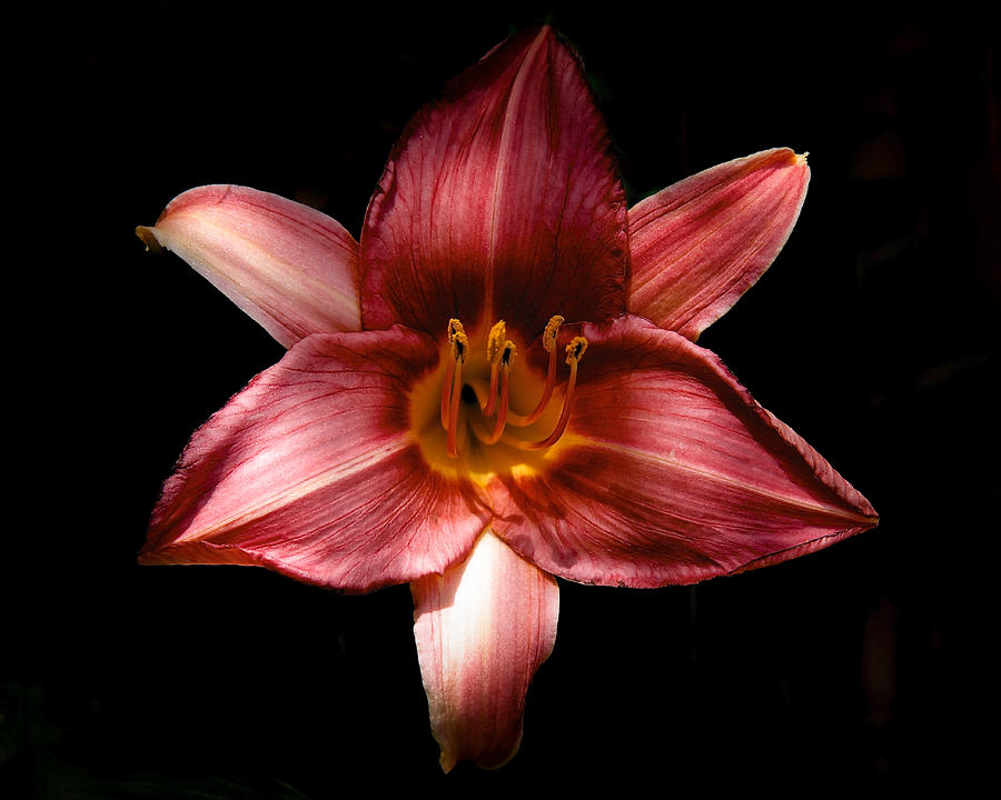 The Lily Photograph by Mary Catherine Miguez