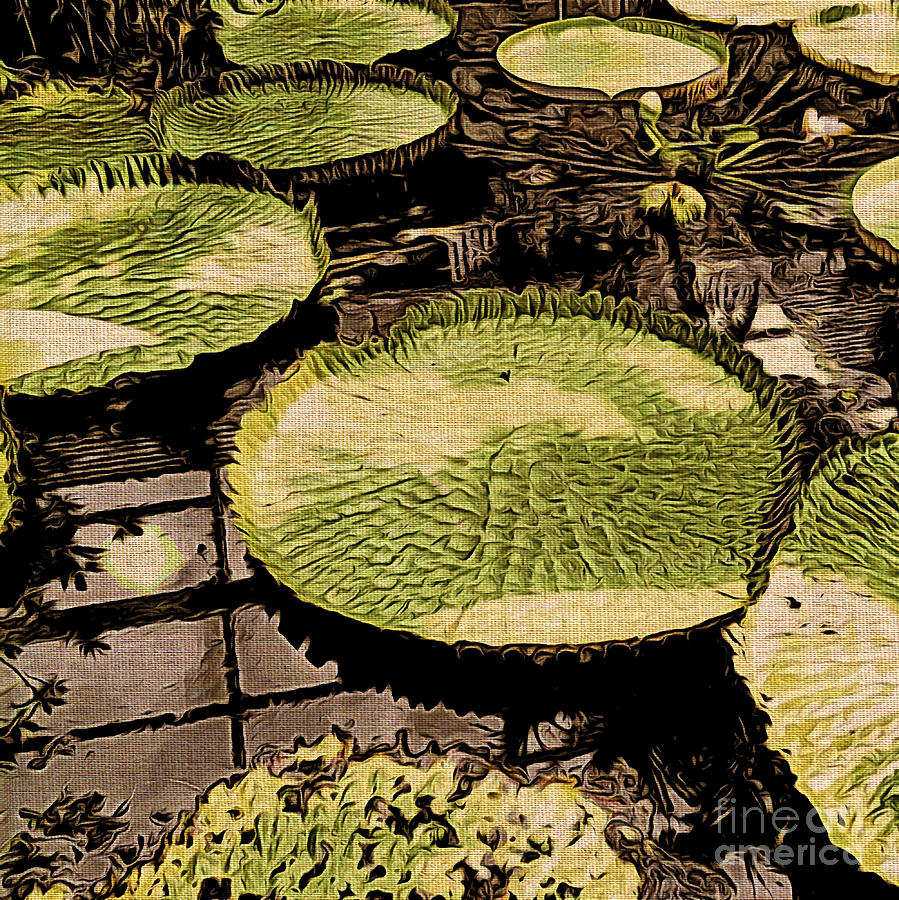 The Lily Pads Photograph by Onedayoneimage Photography