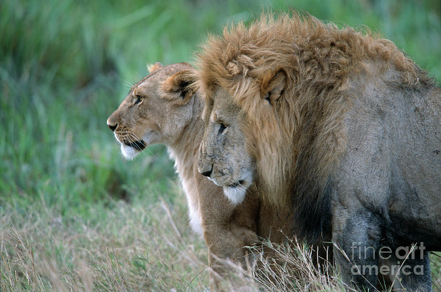 The Lion And His Lioness Photograph by Sandra Bronstein