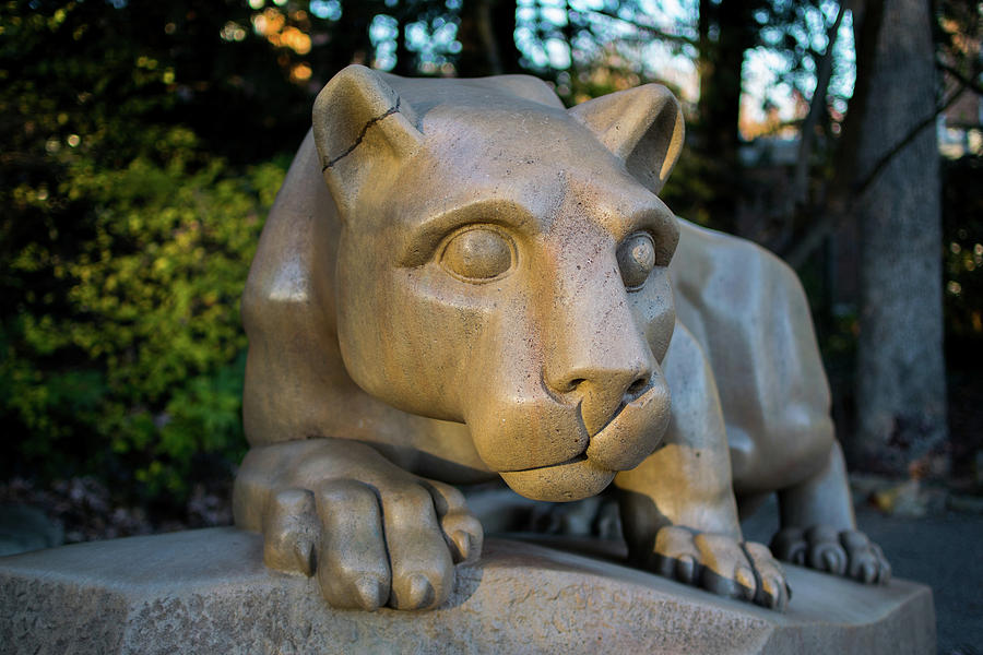 The Lion at Sunset Photograph by Longitude Photography - Fine Art America