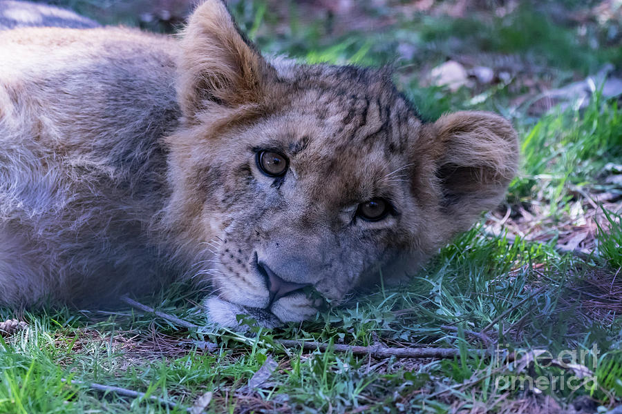 Nature Photograph - The Lion Cub by CJ Park
