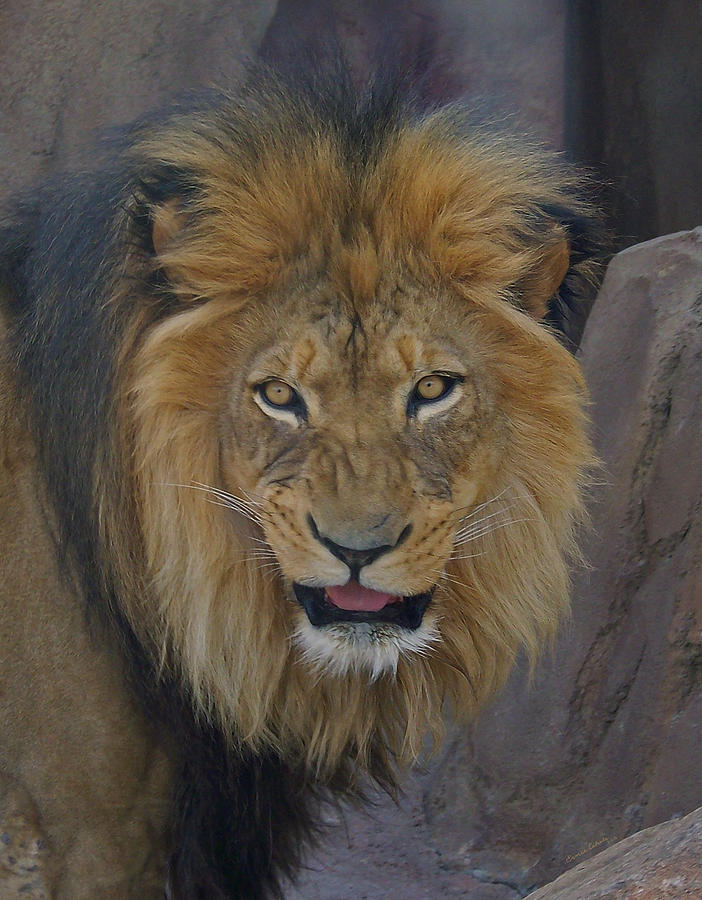 The Lion Dry Brushed Photograph by Ernest Echols