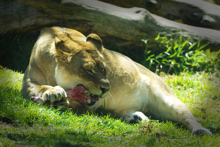 The Lion Eats Today Photograph by Richard Henne