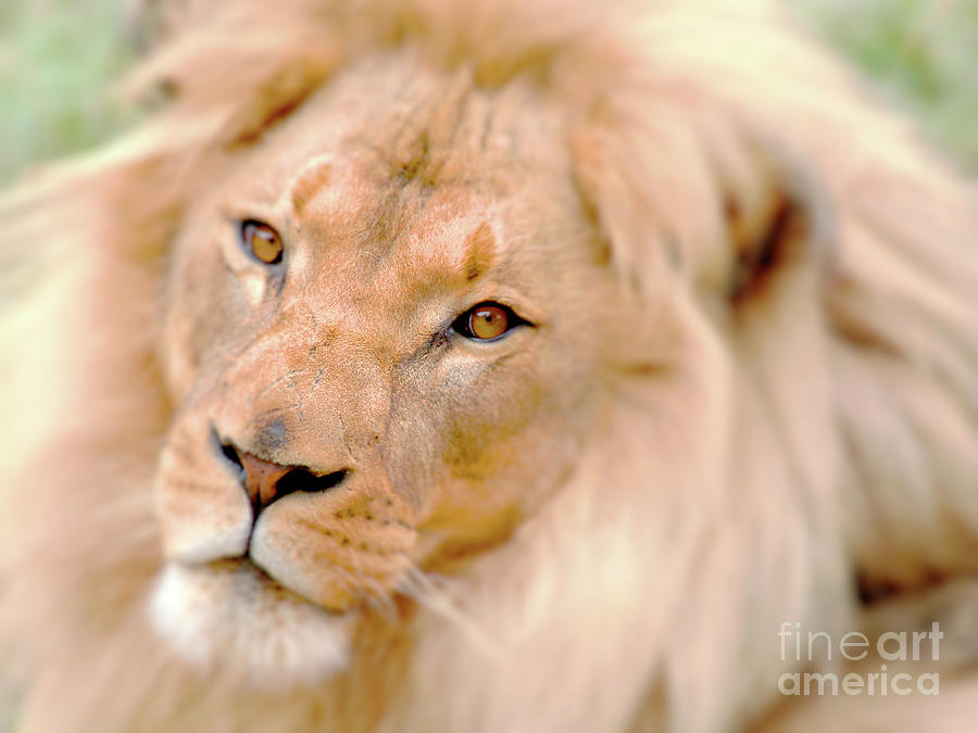 The Lion King . R8581 Photograph by Wingsdomain Art and Photography