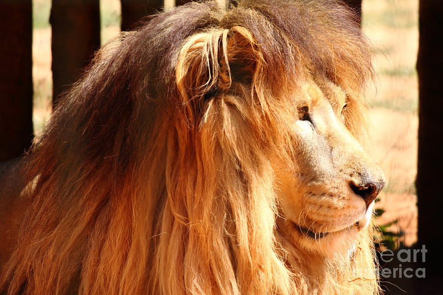 The lion kings new hairDONT Photograph by Erick Gomes Anastacio