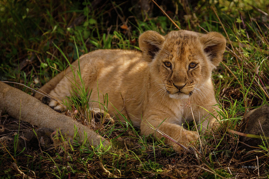 Wildlife Photograph - The Lion Prince  by Tim Bryan