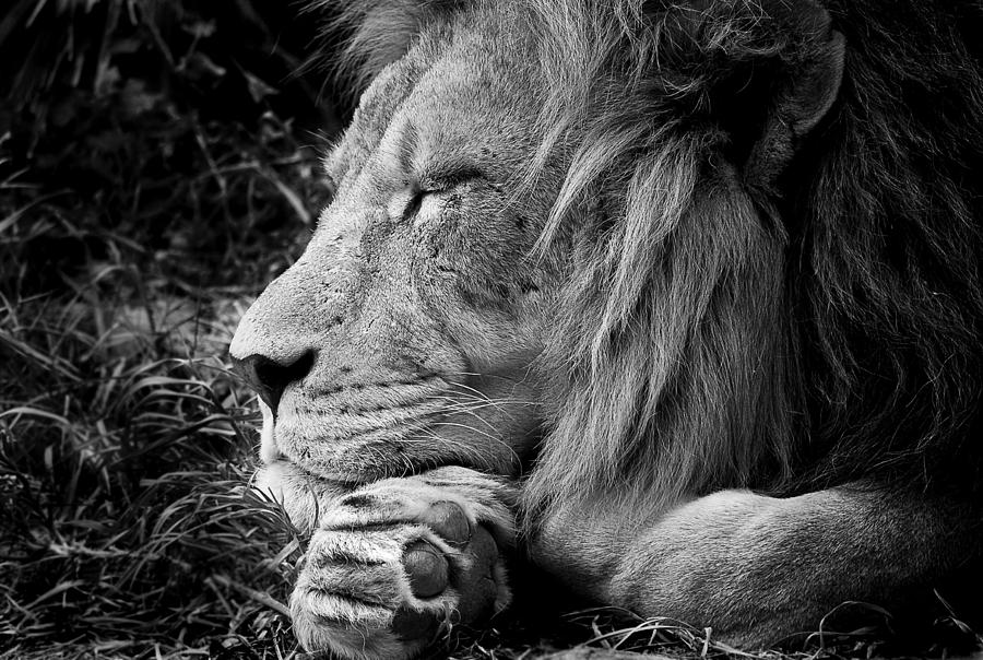 The Lion Sleeps - Black and White Photograph by Michelle Wrighton