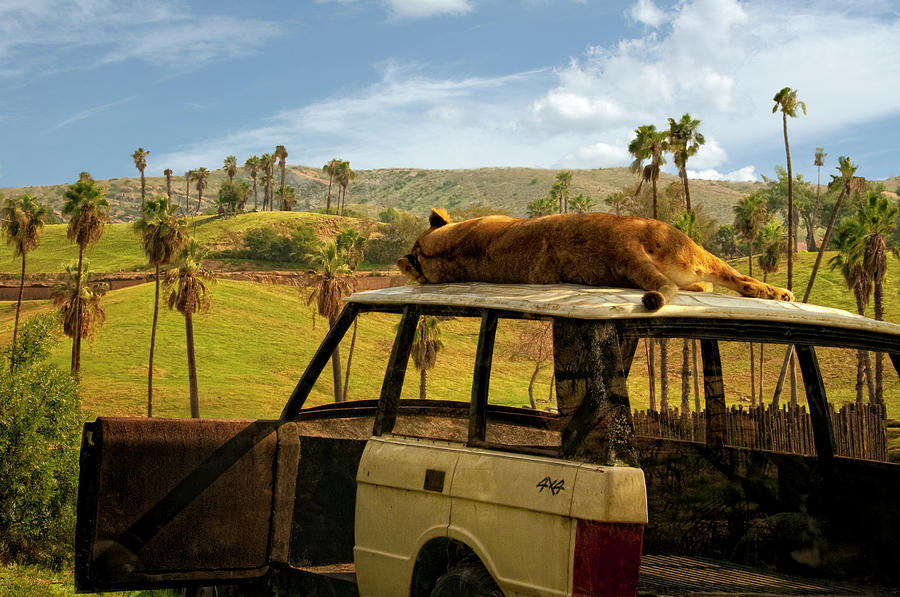 The Lion Sleeps Today - On A 4 X 4 Photograph by Mitch Spence