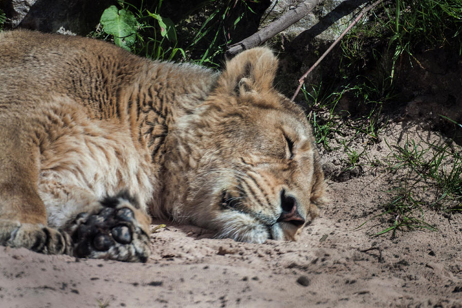 Sleeping Lion #2 Photograph by Doc Braham