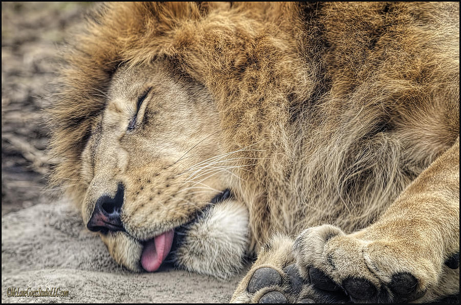 The Lion Sleeps Tonight Photograph by LeeAnn McLaneGoetz McLaneGoetzStudioLLCcom
