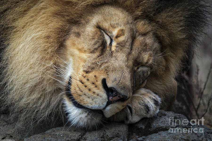 Lions Sleep Tonight
