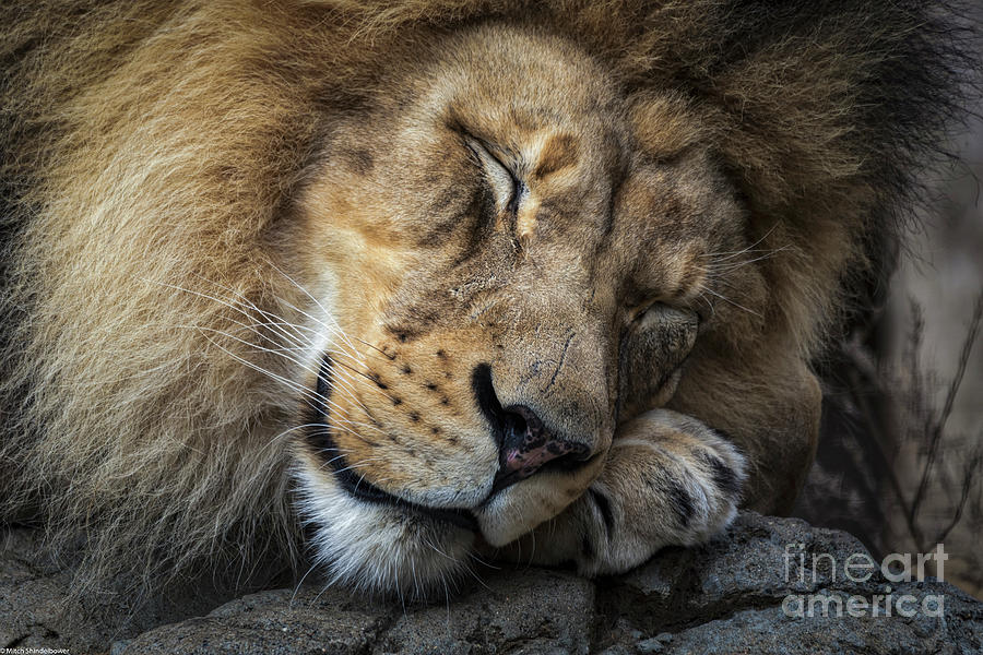 The Lion Sleeps Tonight Photograph by Mitch Shindelbower