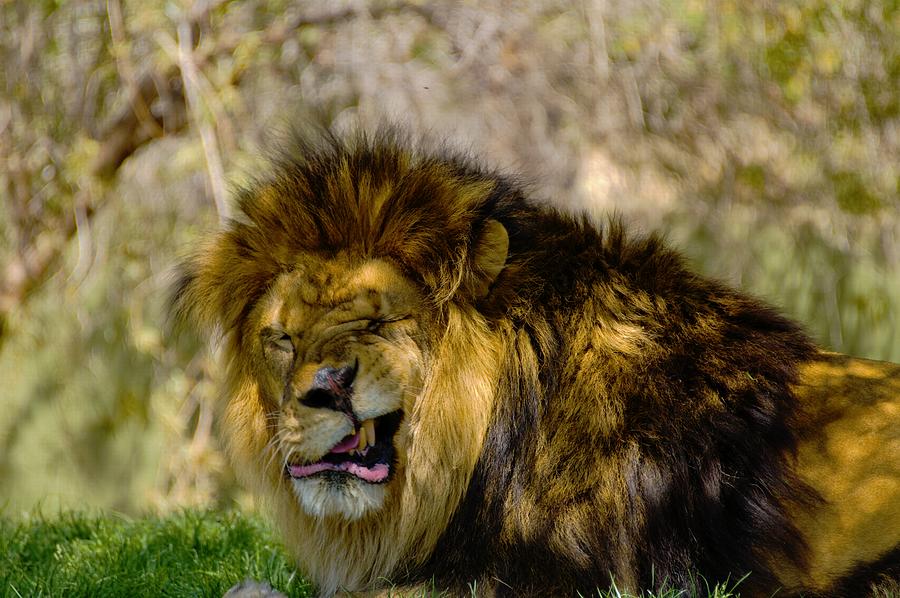 The Lion Talks Like Edgar G. Robinson Photograph by Richard Henne