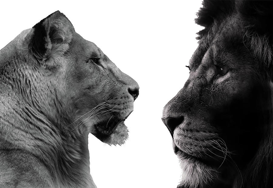 The Lioness And Lion Photograph