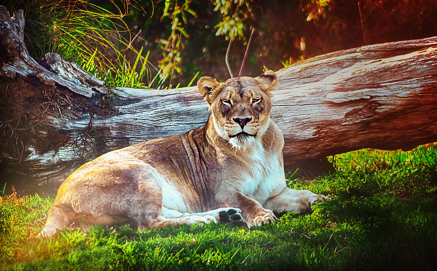 The lioness Photograph by Camille Lopez