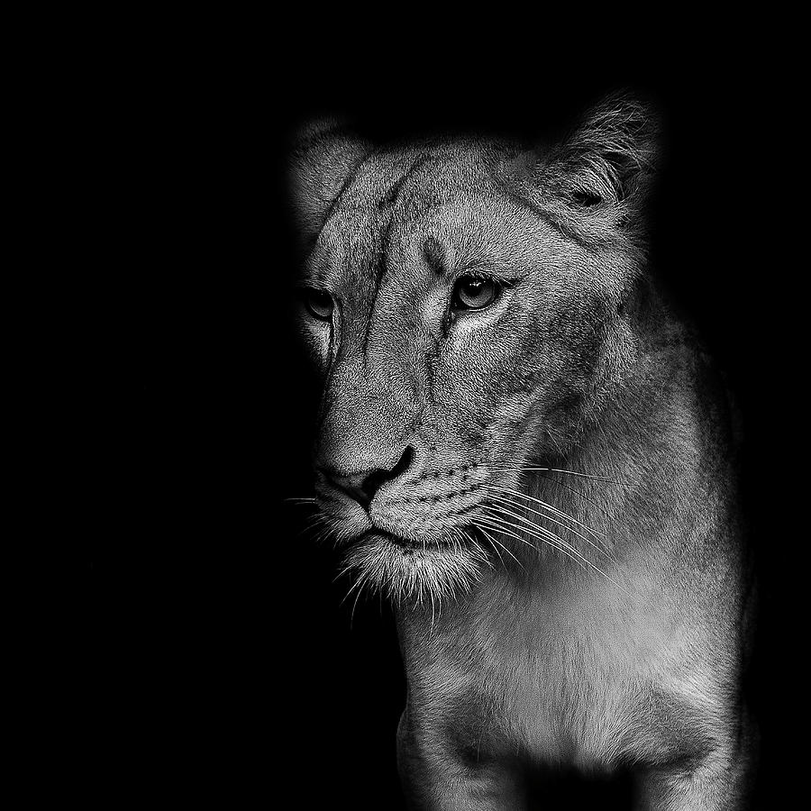 The Lioness Photograph by Jerry Sjodin - Fine Art America