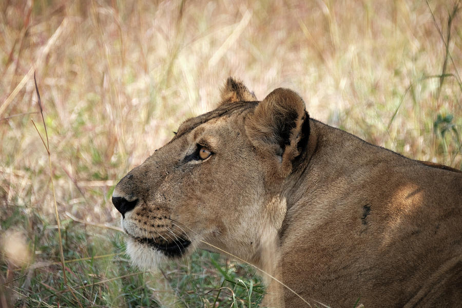 The Lioness Photograph by Mary Lee Dereske