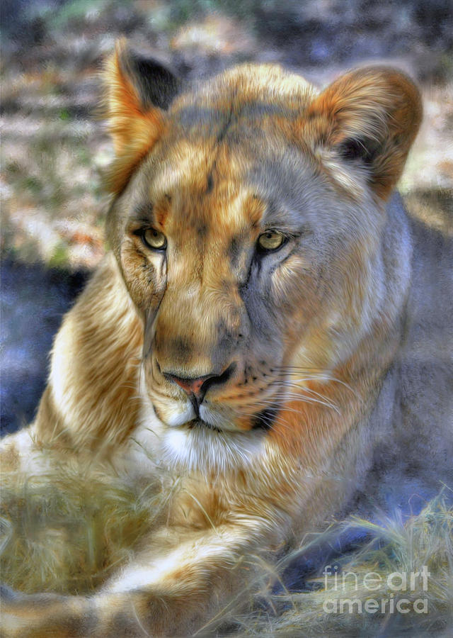 The Lioness  Digital Art by Savannah Gibbs