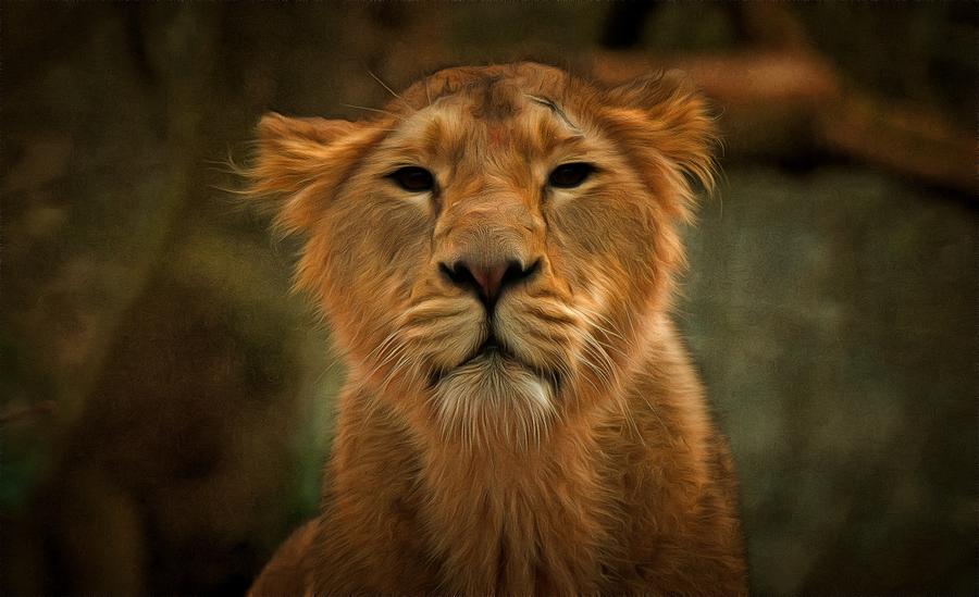The Lioness Photograph by Scott Carruthers