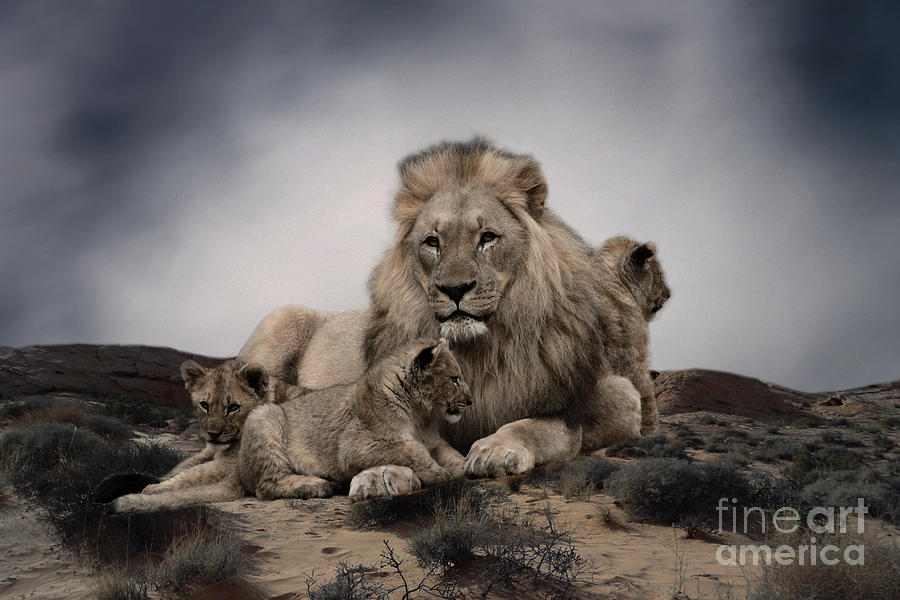 Lion Photograph - The Lions by Christine Sponchia
