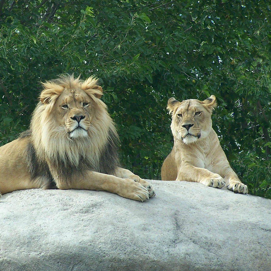 The Lions Photograph by Ernest Echols
