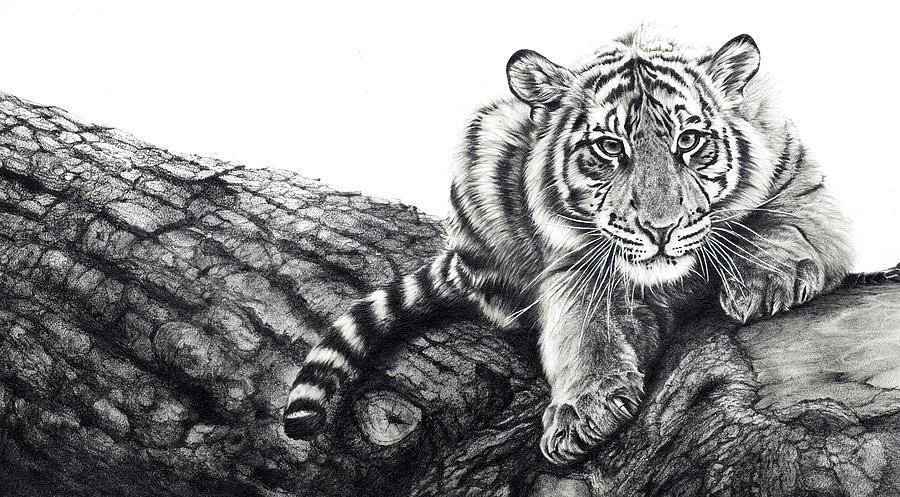 Wildlife Drawing - The Little Big Man by Peter Williams