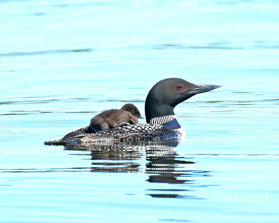 Loon Photograph - The little hitchhiker by Heather King