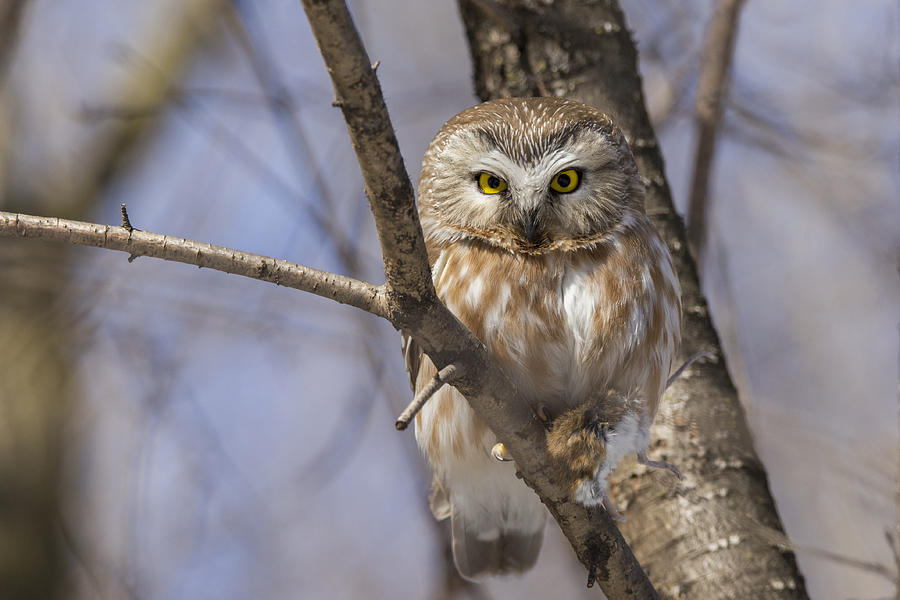 Northern Saw-whet Owl #2 Photograph by Mircea Costina Photography