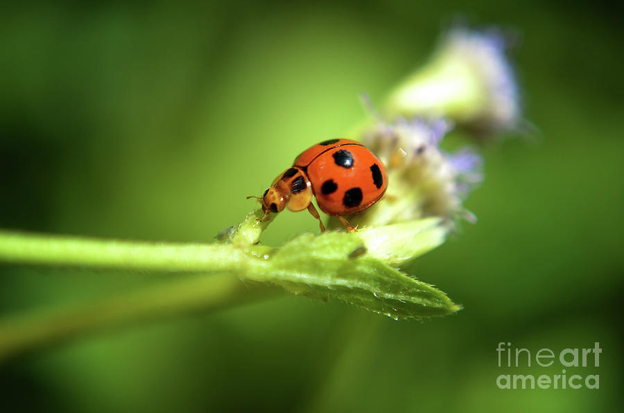  The Little Ladybug Photograph by Michelle Meenawong