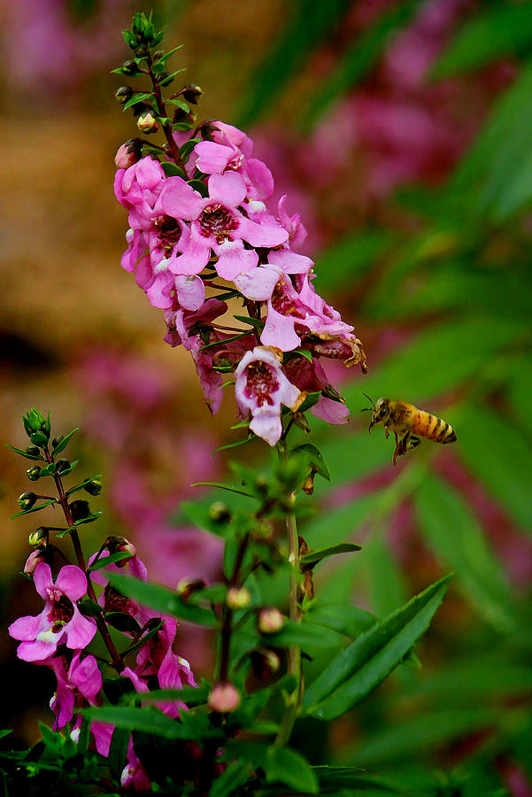 The Little Pollinator Photograph by HH Photography of Florida