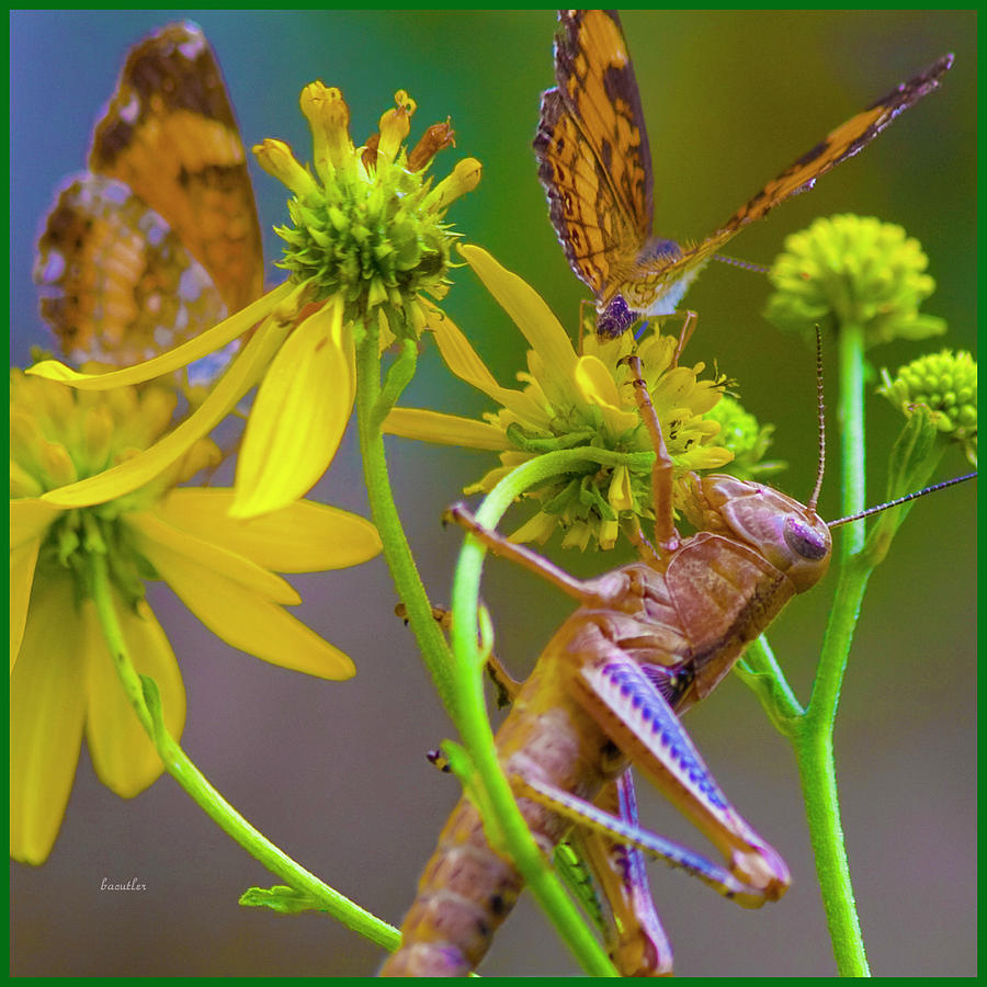 Grasshopper Photograph - The Little Things by Betsy Knapp
