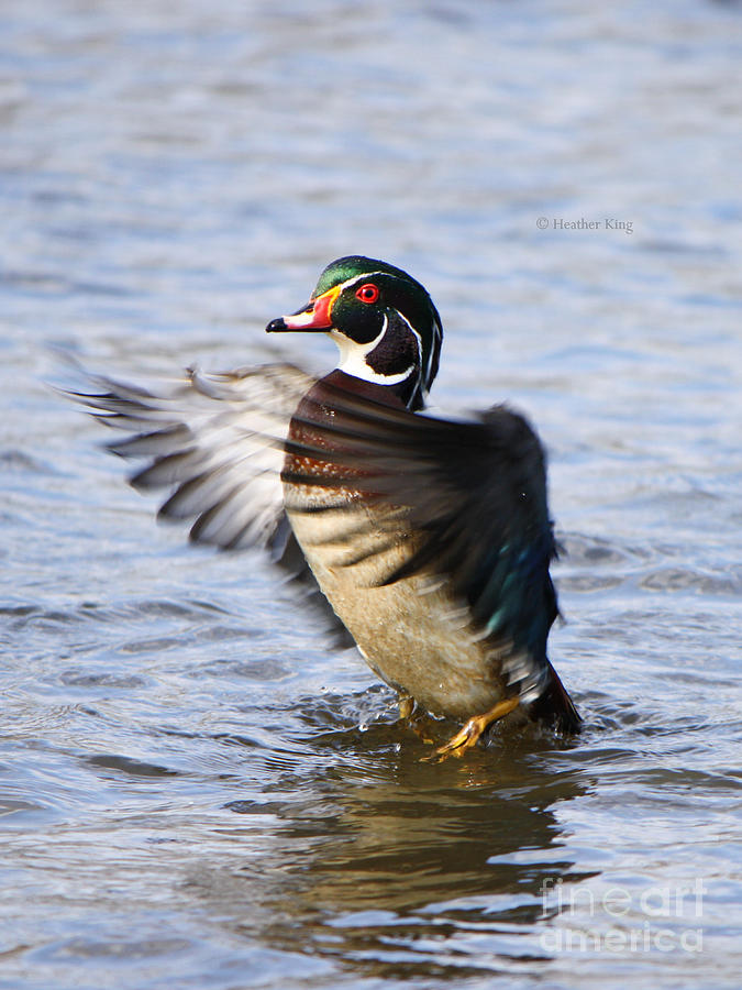 The little wood duck that could Photograph by Heather King