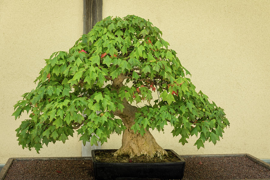 The Living Art of Bonsai - an Old Maple Tree in Miniature Photograph by Georgia Mizuleva
