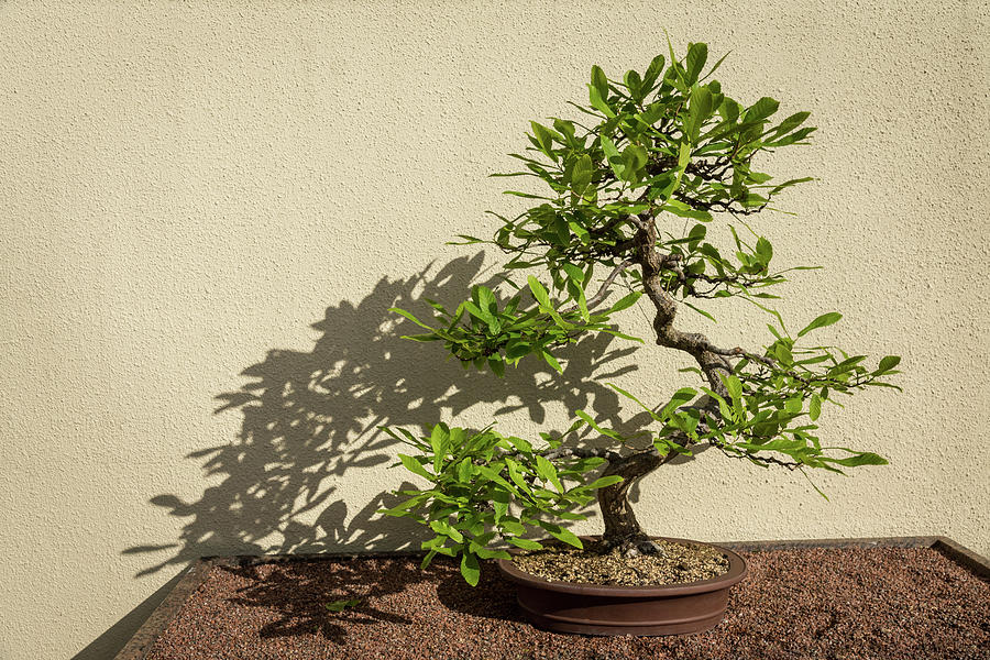 The Living Art of Bonsai - Old Twisted Beech Tree in Miniature Photograph by Georgia Mizuleva
