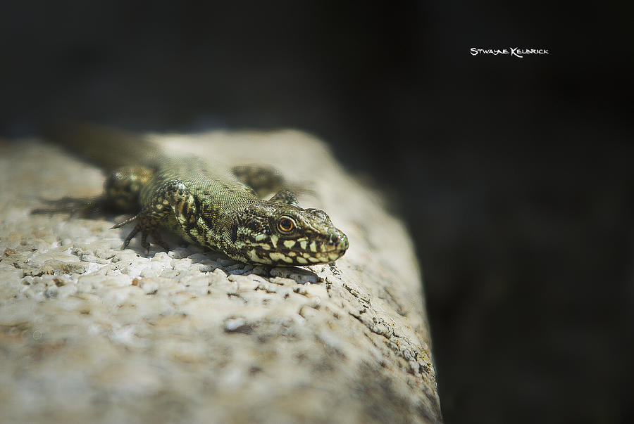 Reptile Photograph - The Lizard King on the spot by Stwayne Keubrick Reptile Photograph - The Lizard King on the spot by Stwayne Keubrick