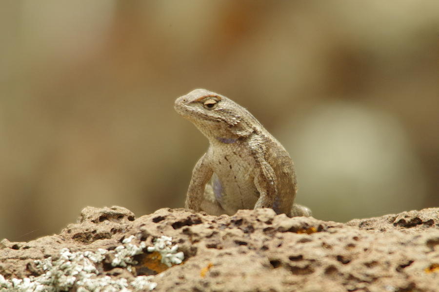 Wildlife Photograph - The lizard look  by Jeff Swan