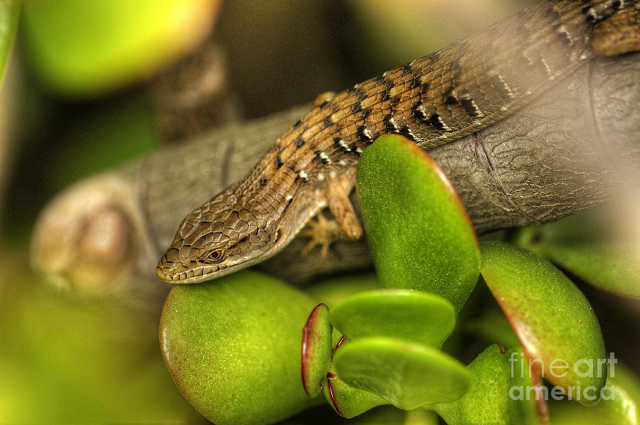 The Lizard Photograph by Marc Bittan