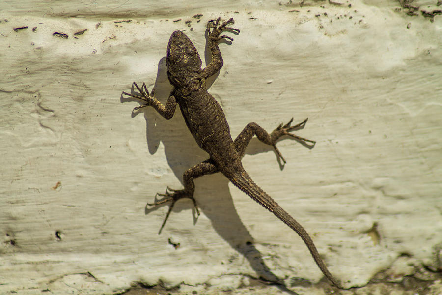 The lizard on the wall Photograph by Aleksei Musikhin | Pixels