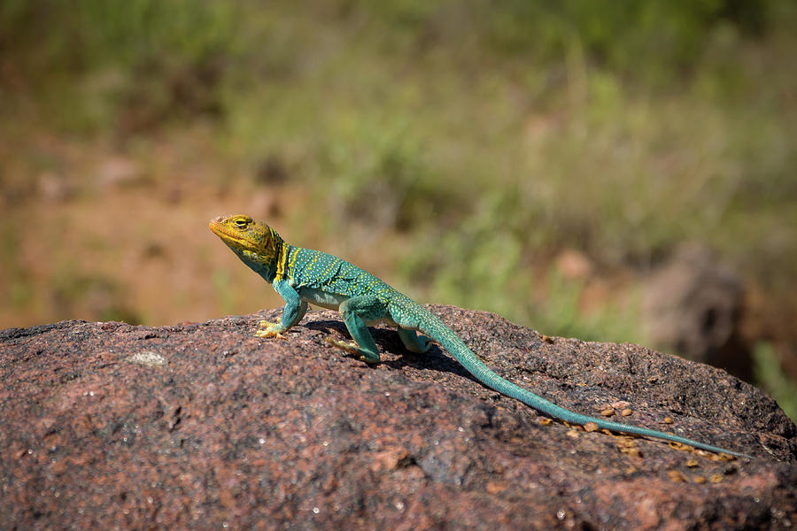 The Lizard Photograph by Steve LItalien