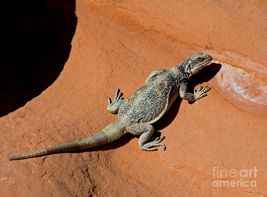 The Lizard Photograph by Stephen Whalen