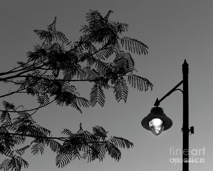 The Locust Tree and the Street Lamp Photograph by Marc Nader