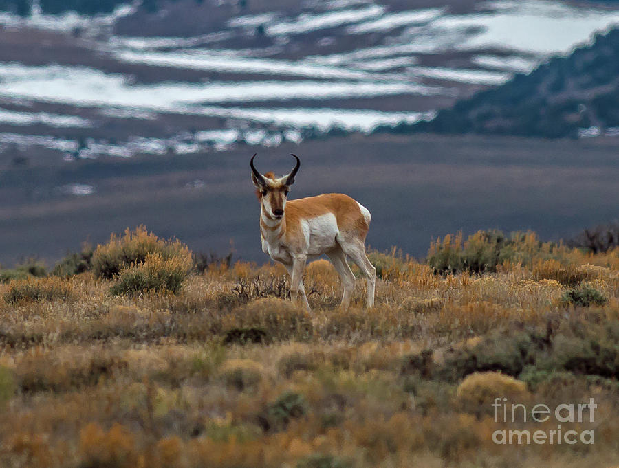 The Lone Antelope Photograph by Stephen Whalen