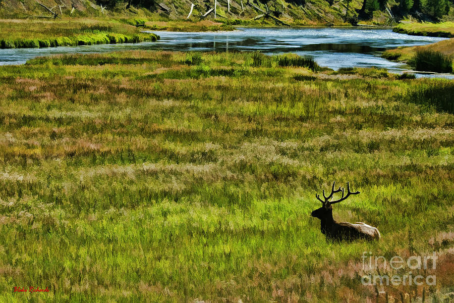 The Lone Buck Photograph by Blake Richards