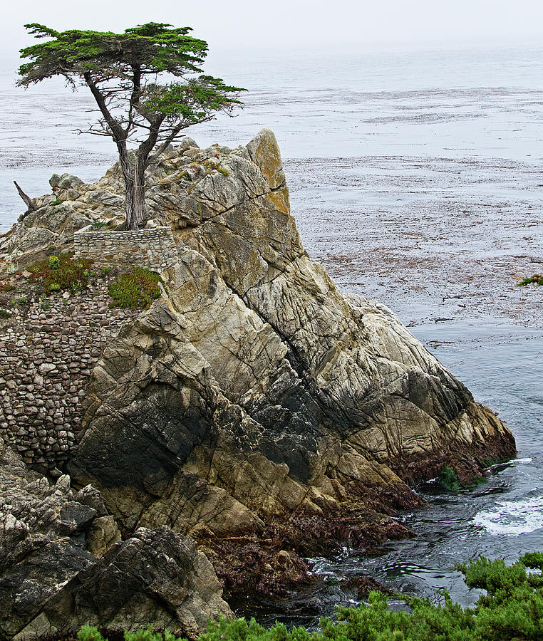 Beach Photograph - The Lone Cypress - California by Brendan Reals