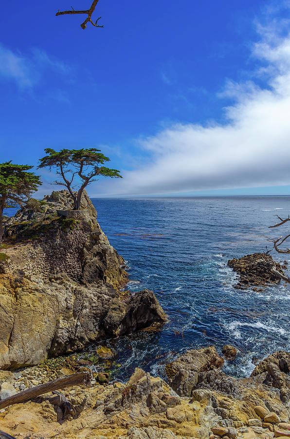 The Lone Cypress 17 Mile Drive Photograph by Scott McGuire