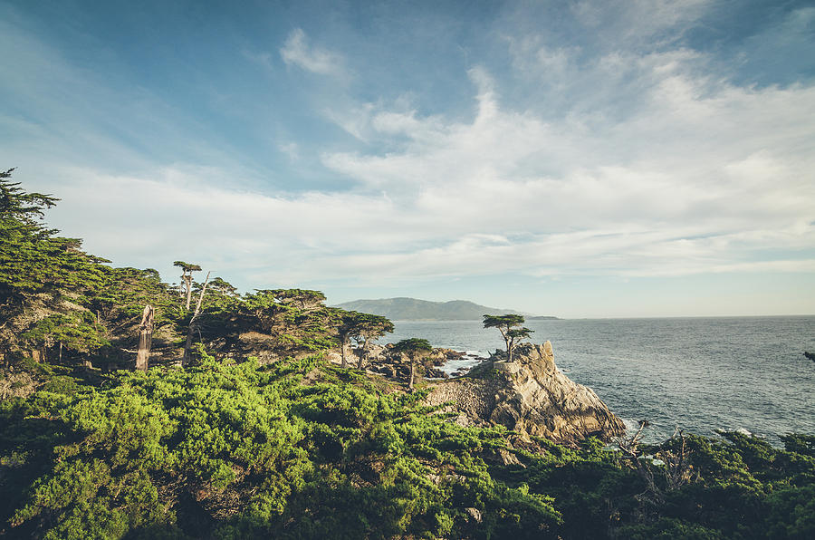 The Lone Cypress Photograph by Margaret Pitcher