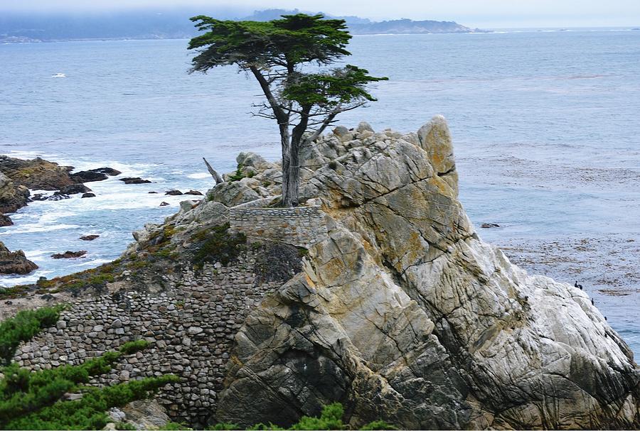 The Lone Cypress Photograph by Marian Jenkins
