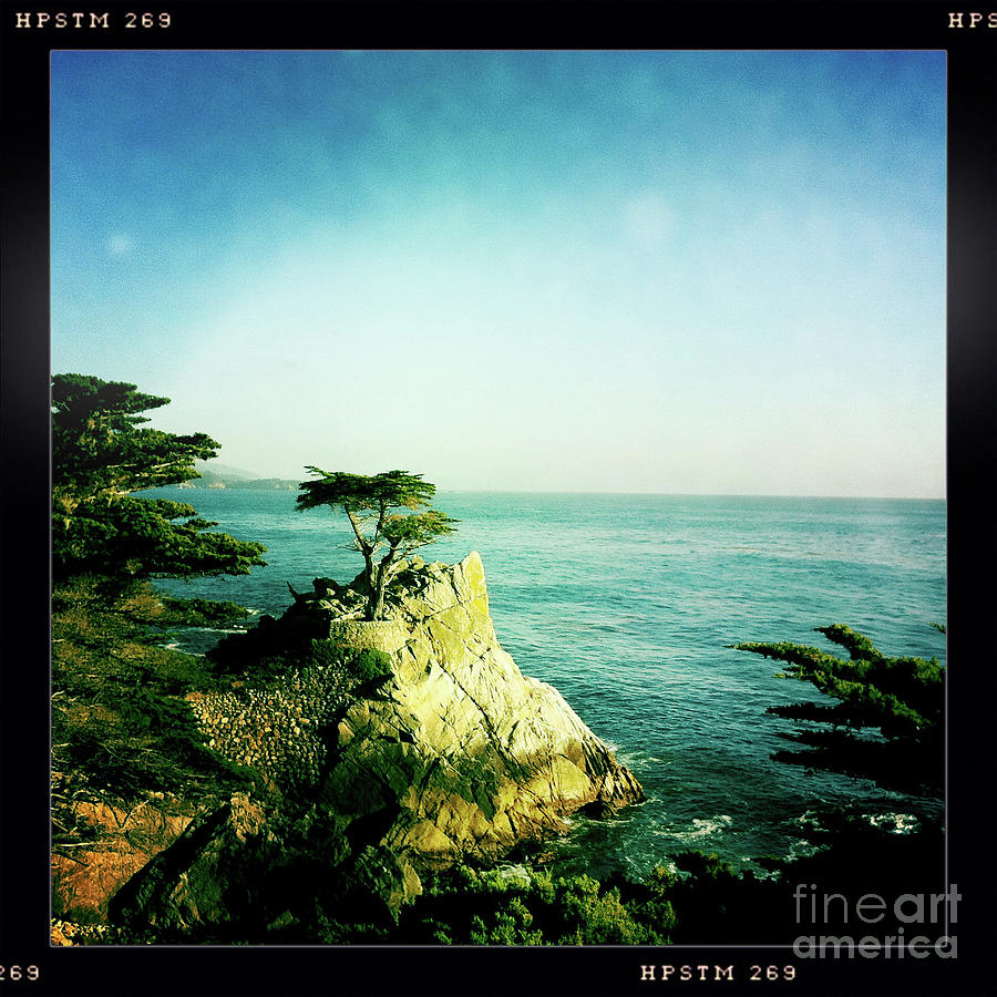 The Lone Cypress Photograph by Nina Prommer